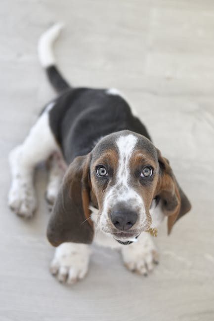 basset-hound-dog-fix1-7083559