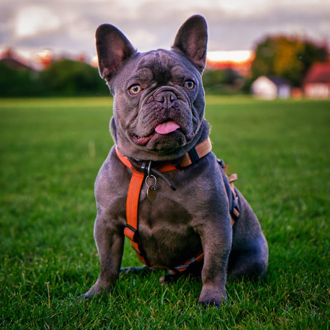 breed-628-extra-2-30681410-1