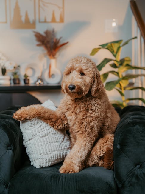 breed-705-extra-2-35613827