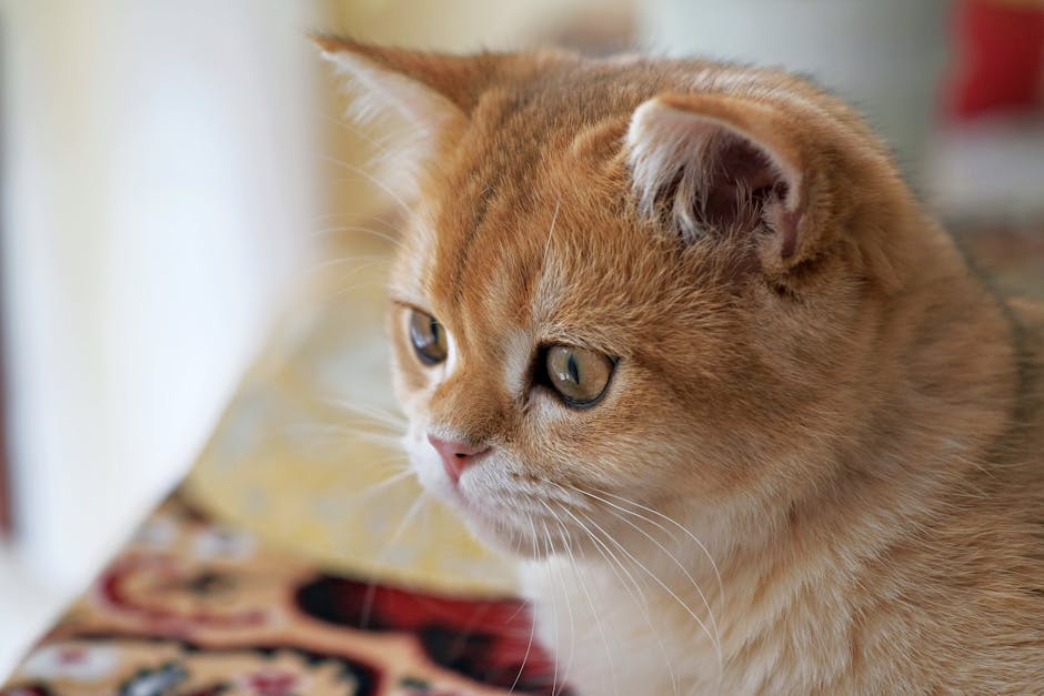 british-shorthair-1-17089872