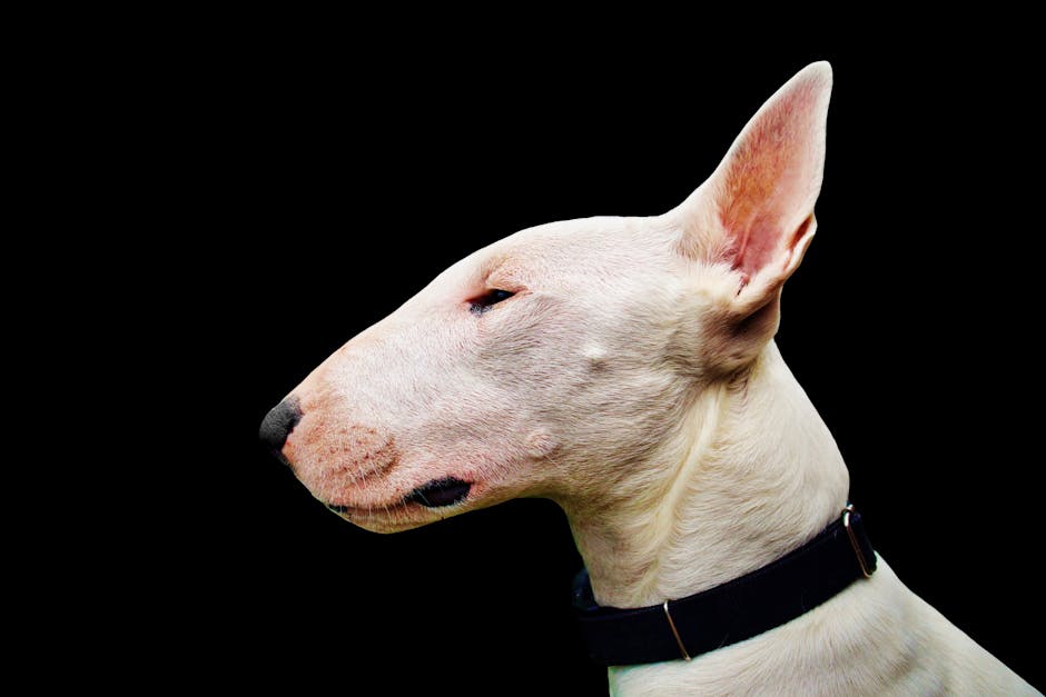 bull-terrier-2-17037636