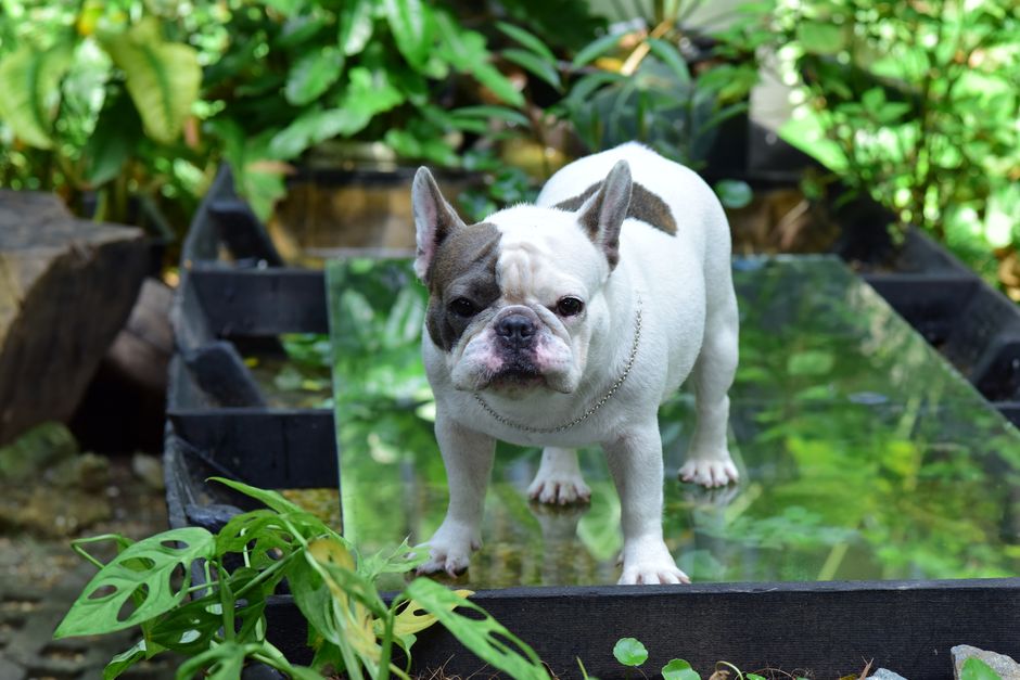 bulldog-merle-vaquita-1-34239657