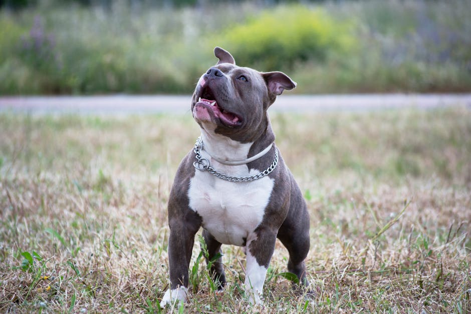 bully-americano-pitbull-4-6007510