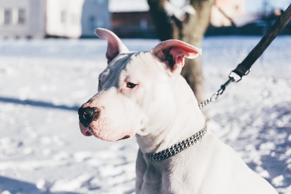 dogo-argentino-2-288392