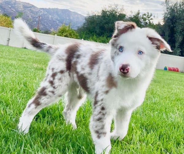 border-collie-4