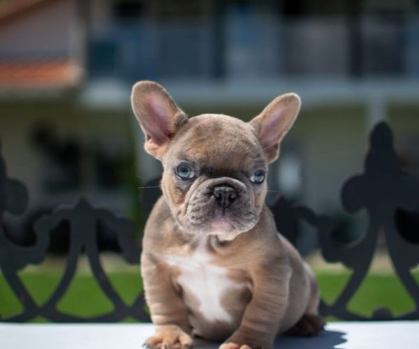 bulldog-frances-solido-12
