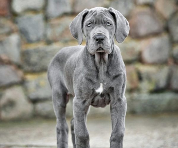 cane-corso-1