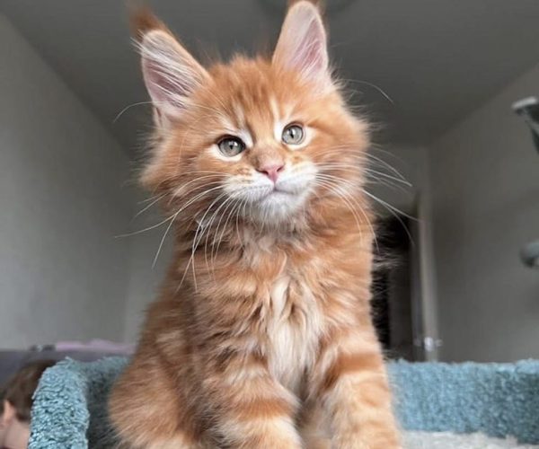 maine-coons-4