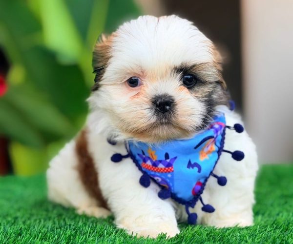 shih-ztu-5
