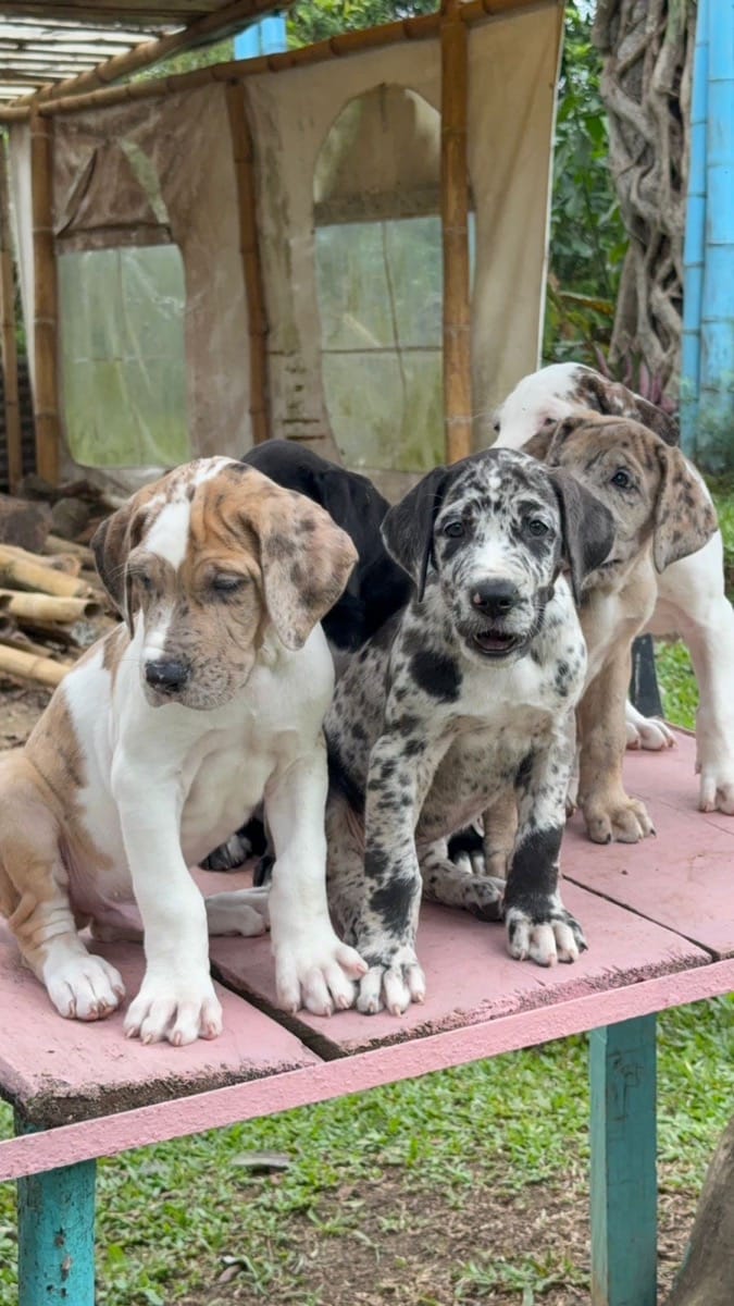 gran-danes-1