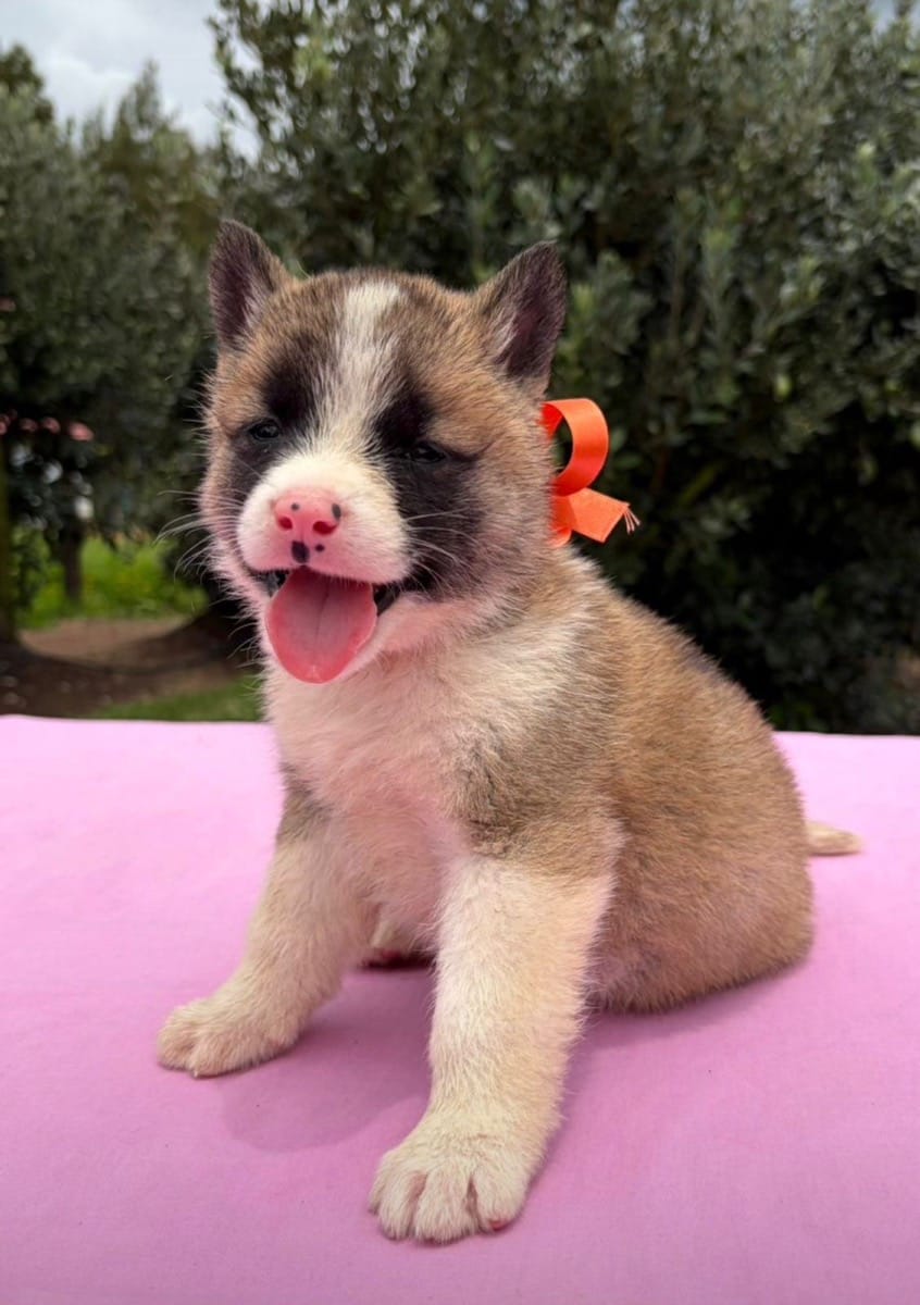 akita-inu-3