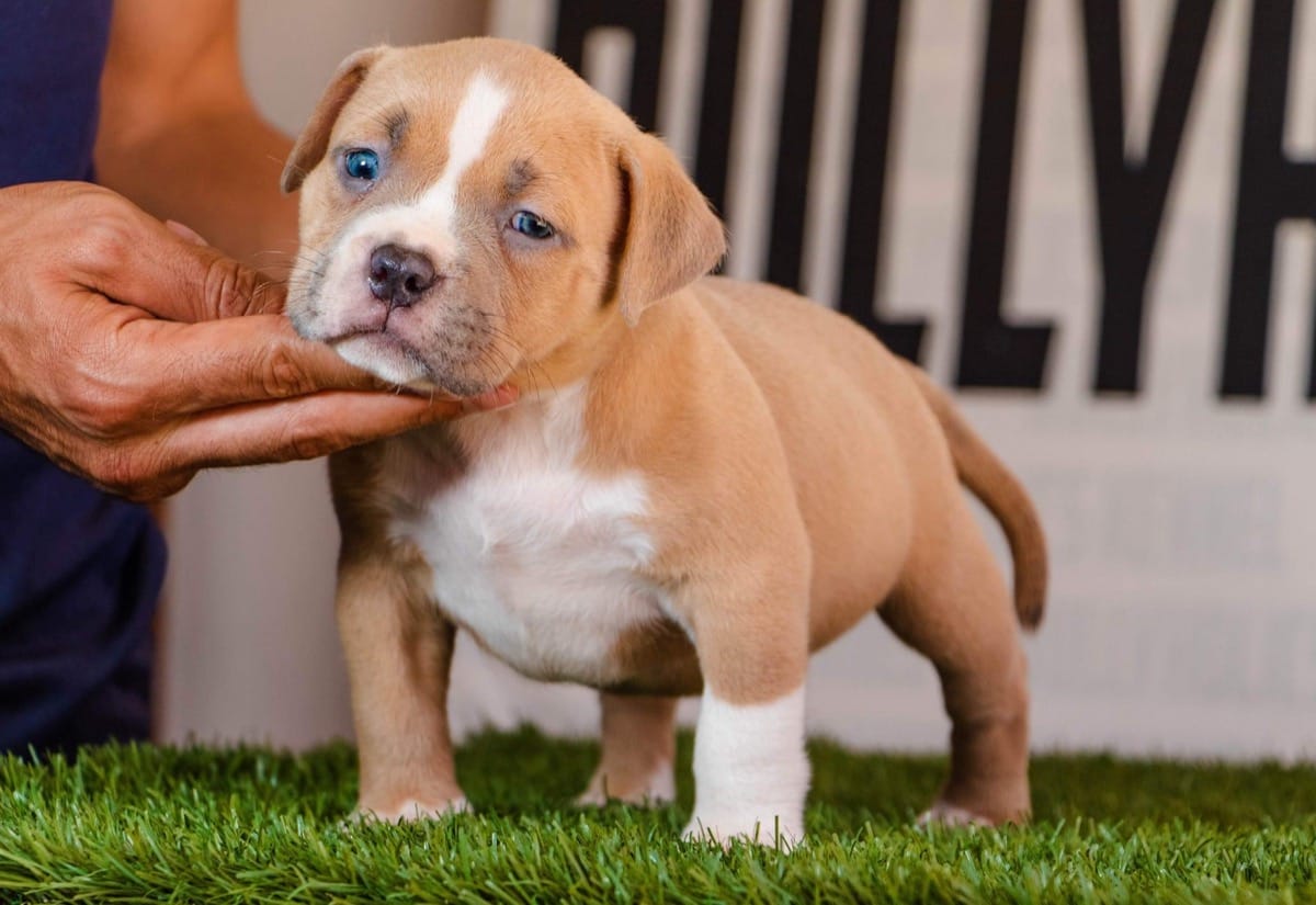 american-bully-estandar-3
